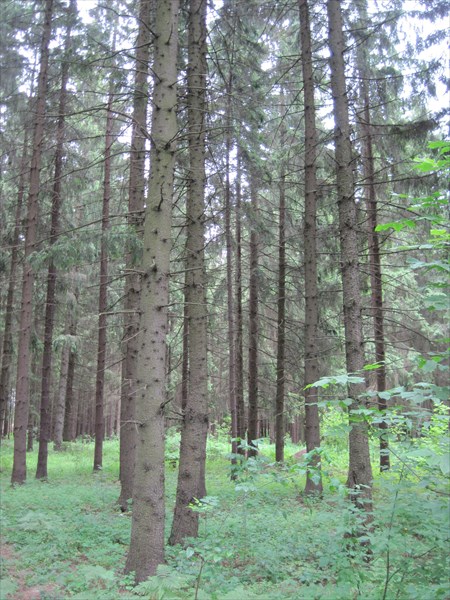 25 Белорусские леса